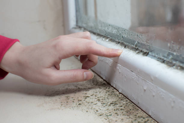 Mold Remediation for Rental Properties in Stony Prairie, OH